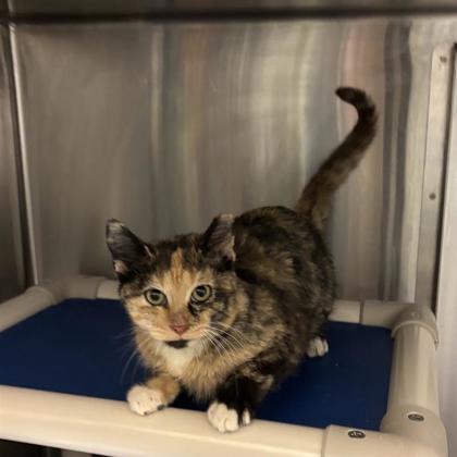 Enlarge Honeycomb, a Adoptable mixed breed in Dallas, TX image 5/5