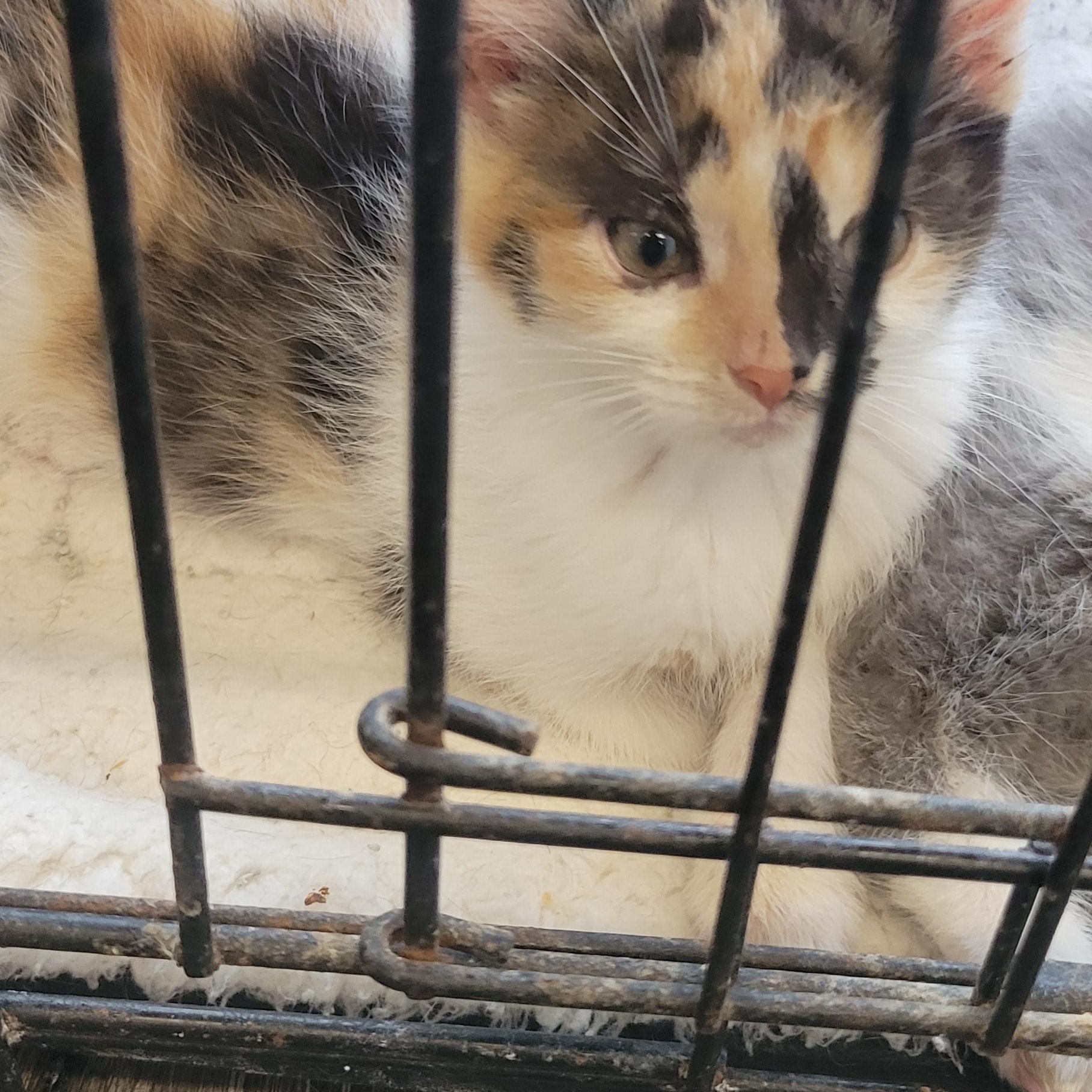 Jinny, Adoptable, Kitten Female Domestic Short Hair.