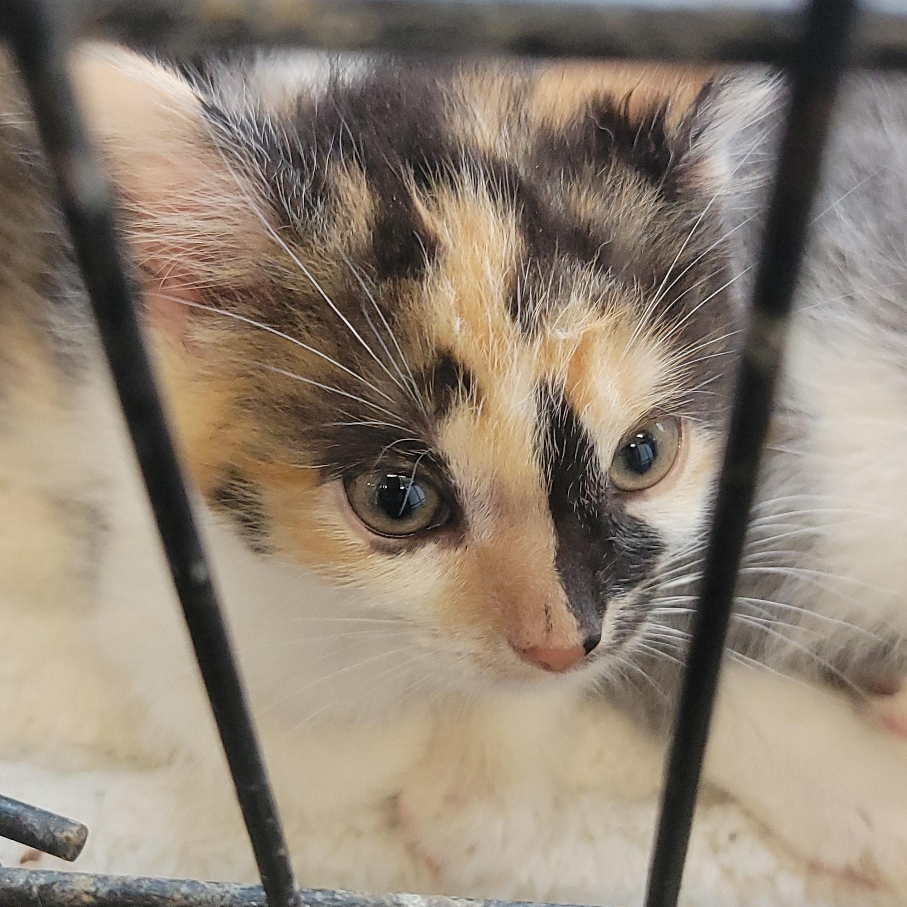 Enlarge Jinny, an adopted mixed breed in Racine, WI image 2/2