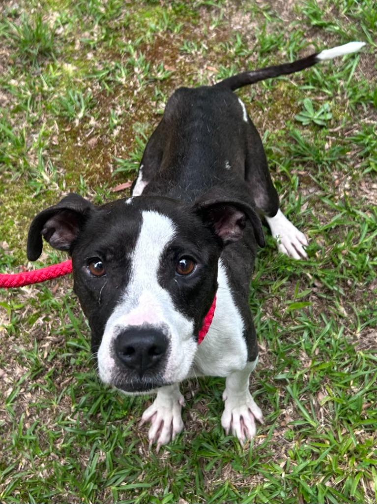 Enlarge Eliza, a Adoptable mixed breed in Madison, GA image 1/1