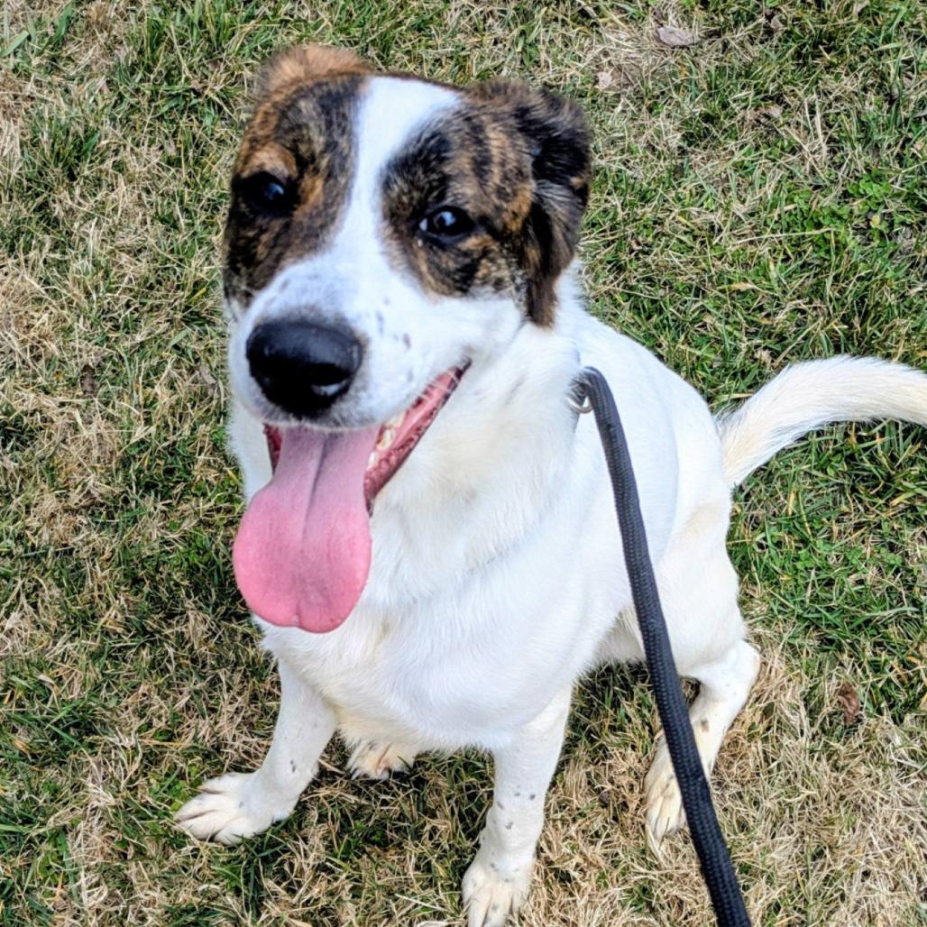 Jasper, a Adoptable Mixed Breed in Jeffersonville, IN image 2/2