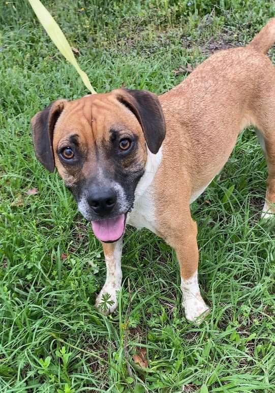 Tyson, Adoptable, Puppy Male Mountain Cur & Beagle.