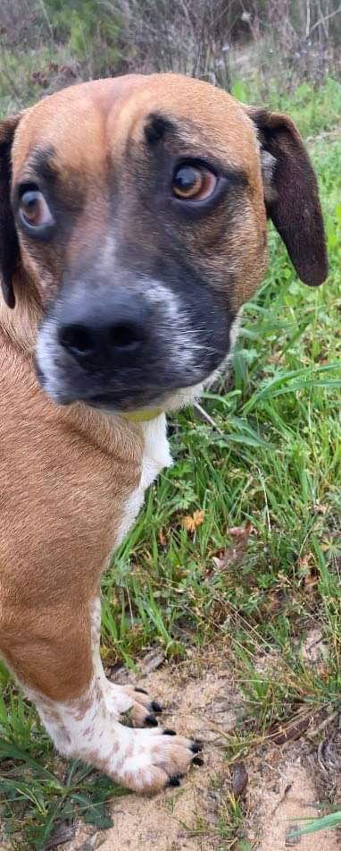 Tyson, a Adoptable mixed breed in Ridgefield, CT image 2/6