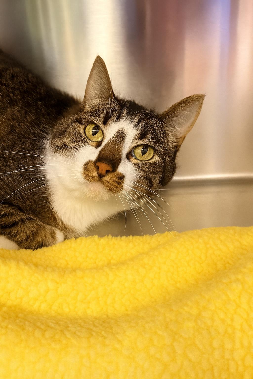 Eleanor, an adoptable Domestic Medium Hair in Liberty, MO image 3/4