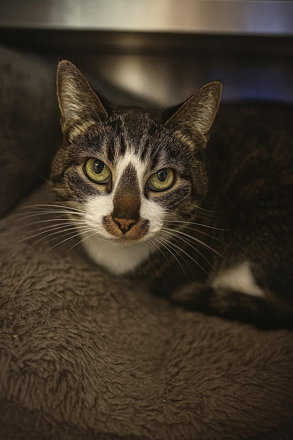Eleanor, adoptable, Adult Female Domestic Medium Hair.