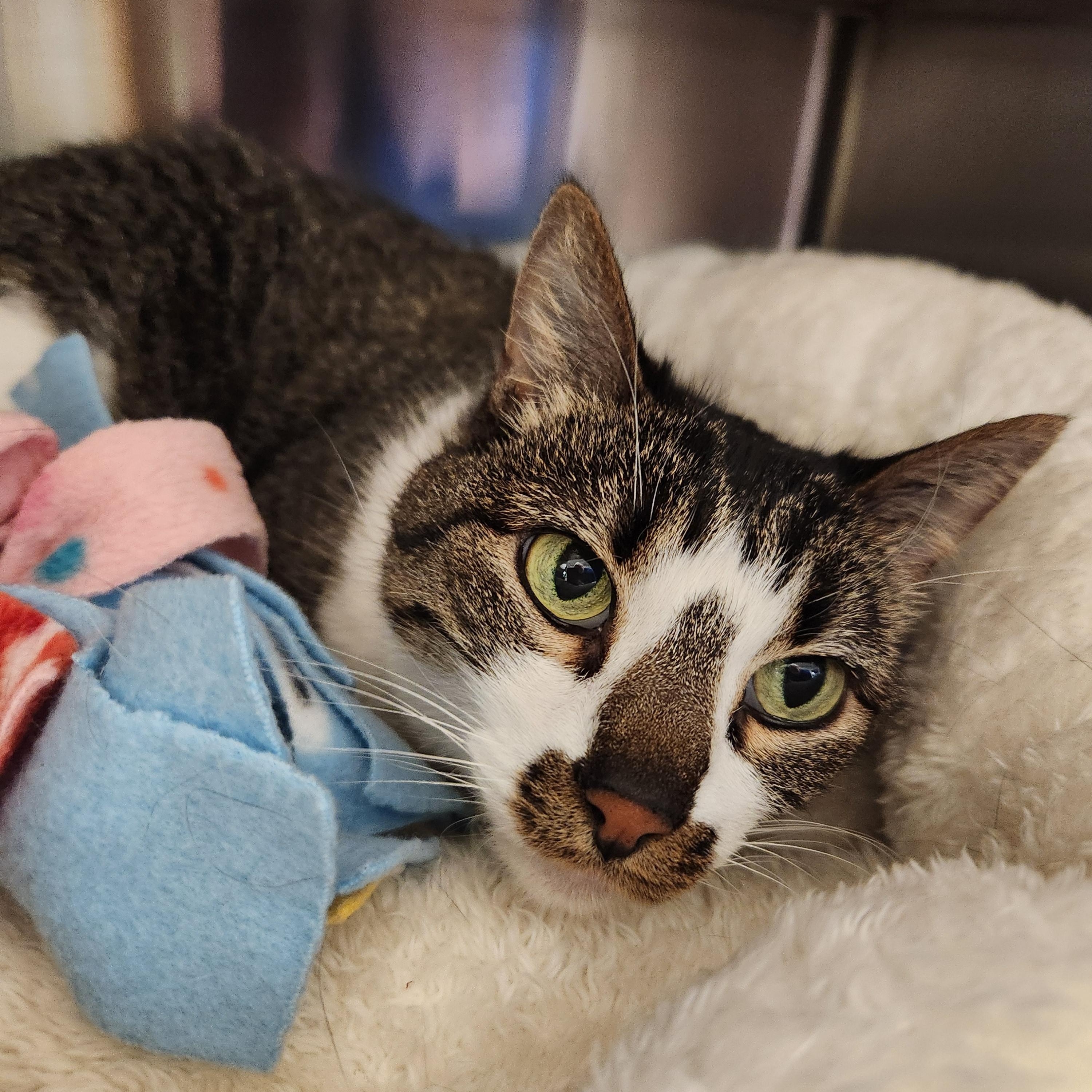 Eleanor, an adoptable Domestic Medium Hair in Liberty, MO image 4/4