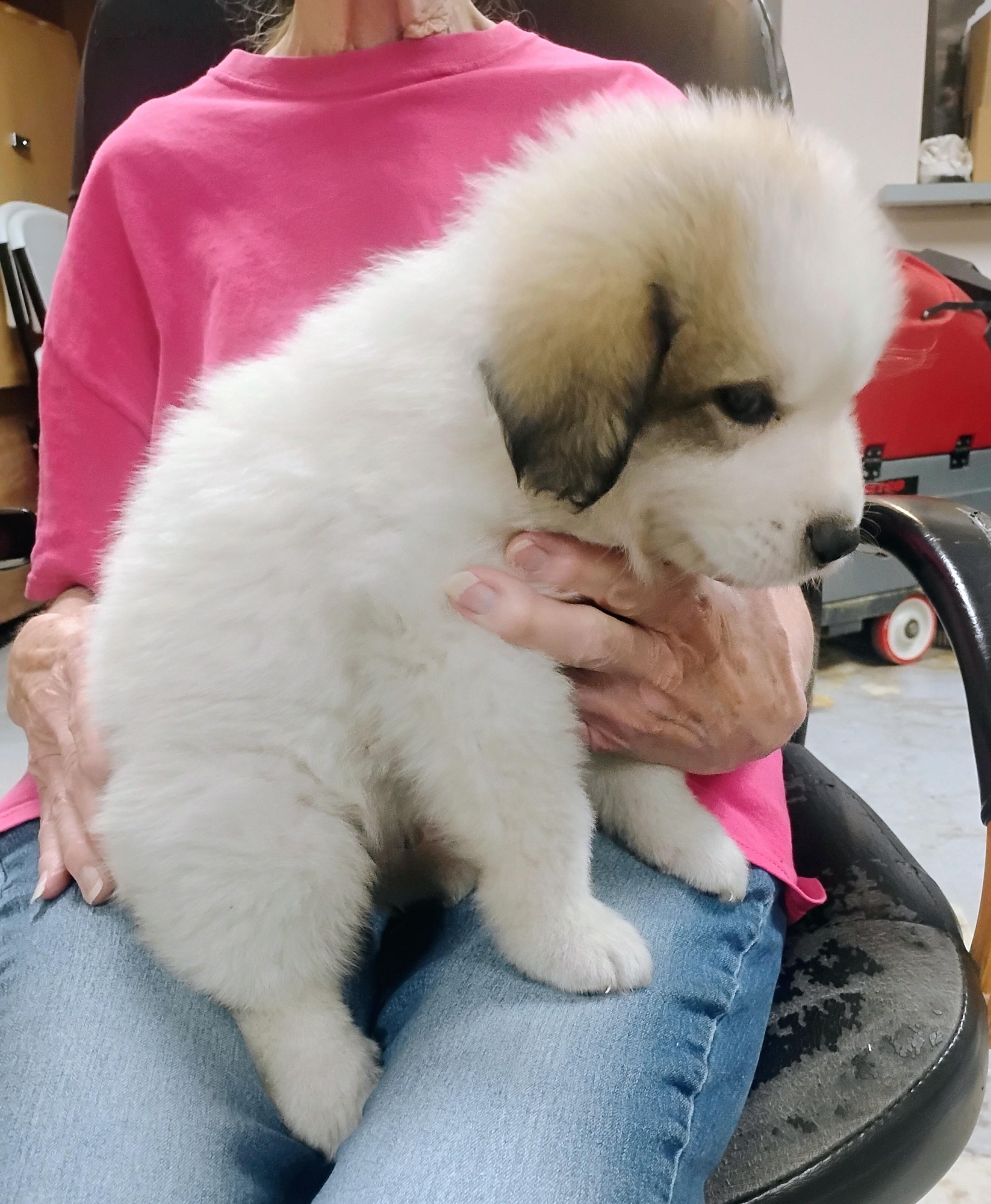 Enlarge Cottoncandy, a ADOPTABLE Great Pyrenees in Sulphur, OK image 3/3