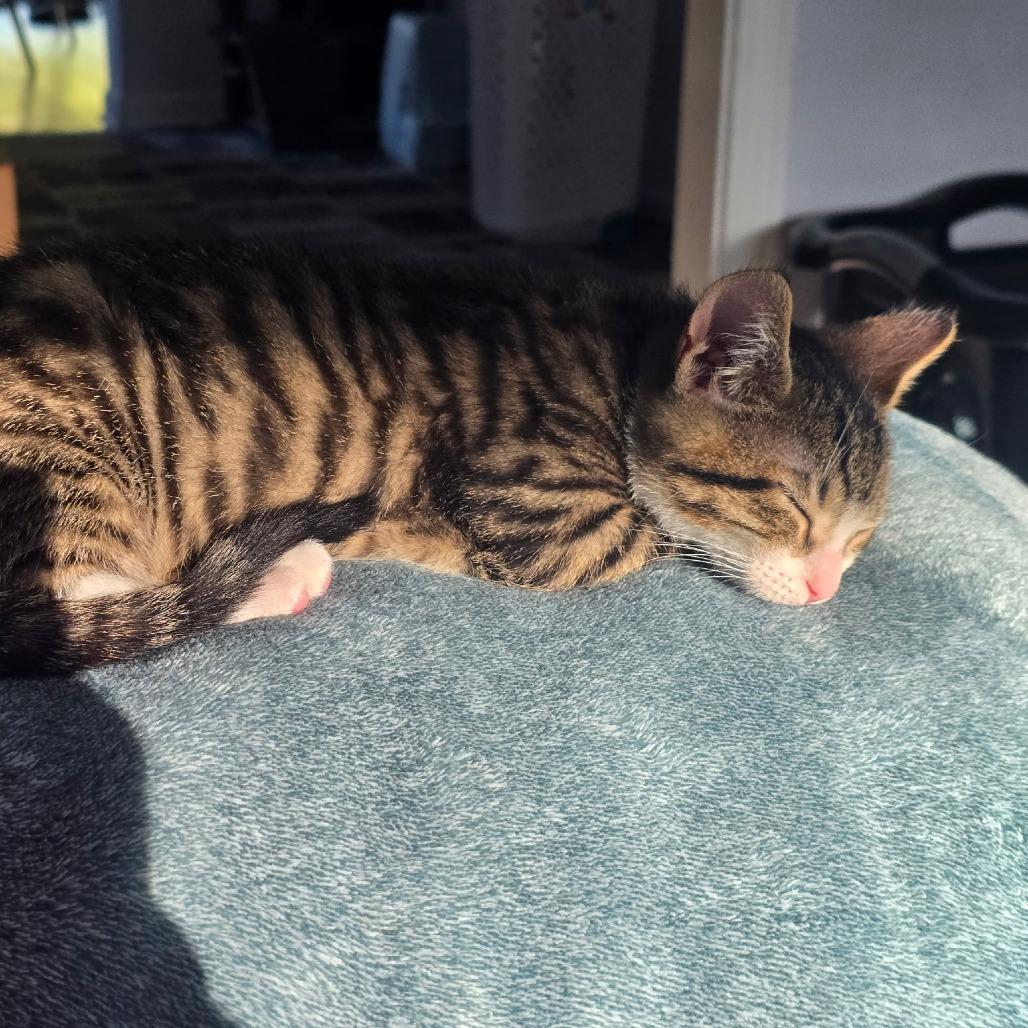 Felix, Adoptable, Kitten Male Domestic Short Hair & Domestic Short Hair.