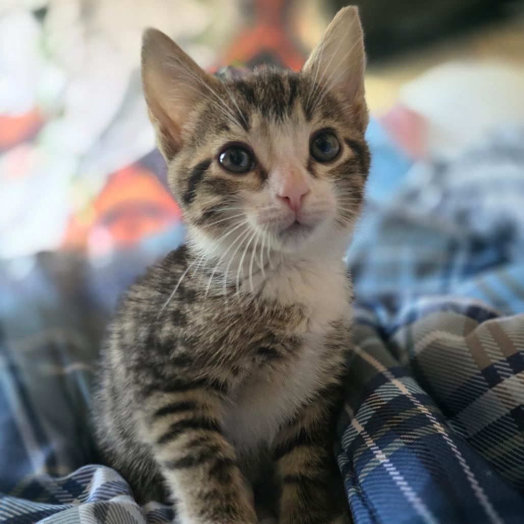 Felix, Adoptable, Kitten Male Domestic Short Hair & Domestic Short Hair.