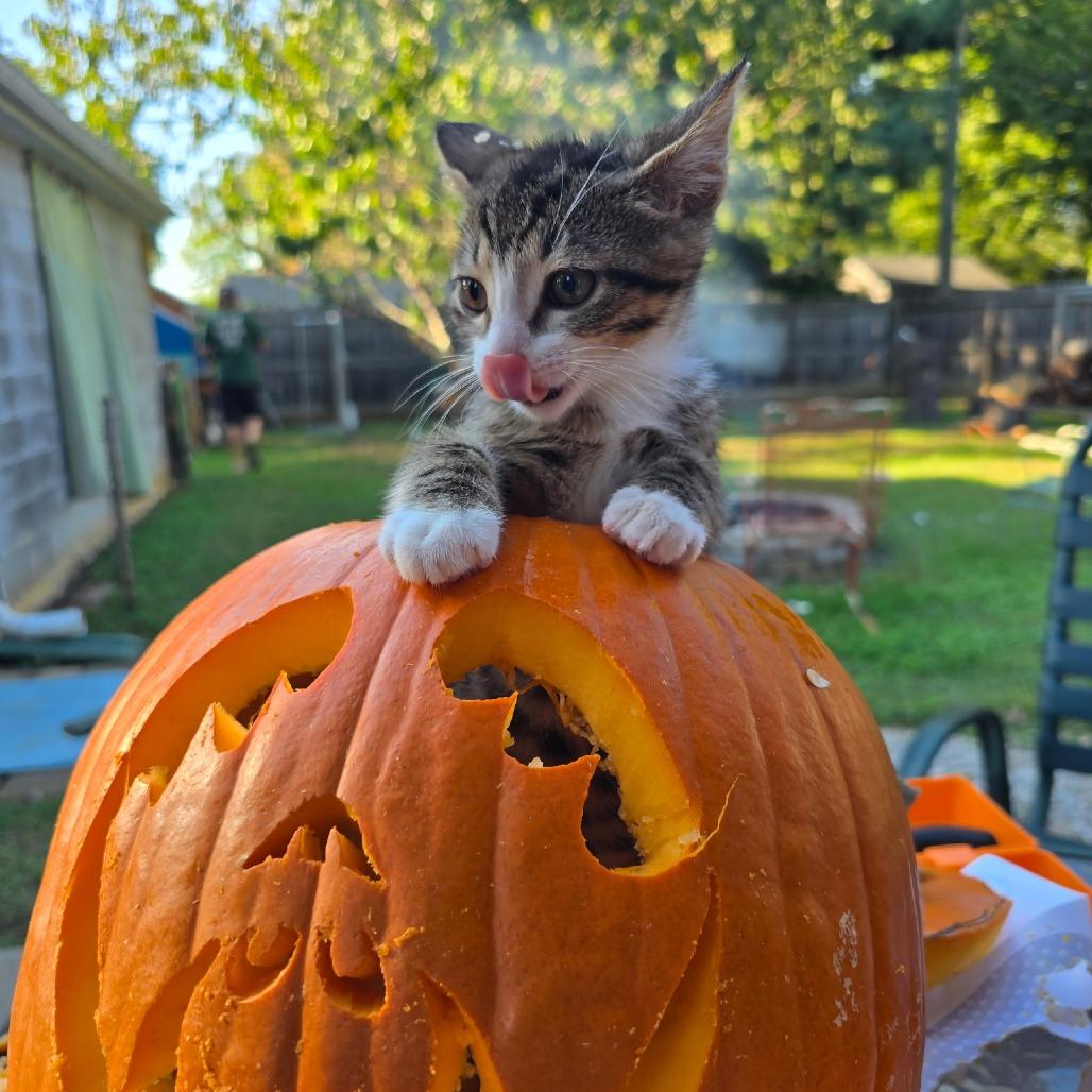 Enlarge Felix, a Adoptable mixed breed in La Grange, KY image 3/5