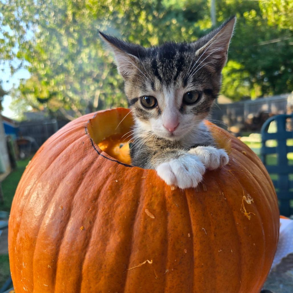 Felix, a Adoptable mixed breed in La Grange, KY image 3/5