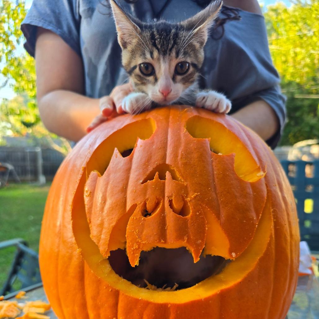 Enlarge Felix, a Adoptable mixed breed in La Grange, KY image 4/5