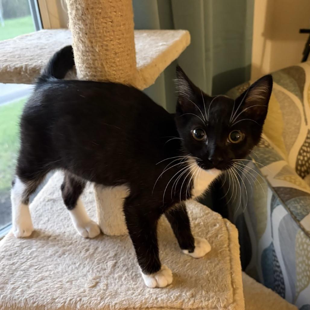 Toma, Adoptable, Kitten Male Domestic Short Hair.