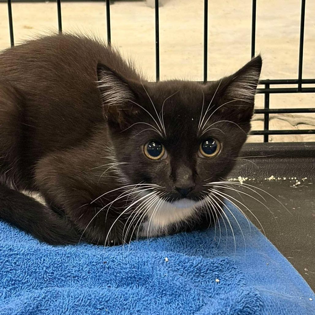 Enlarge Toma, a Adoptable Domestic Short Hair in Williston, FL image 2/3