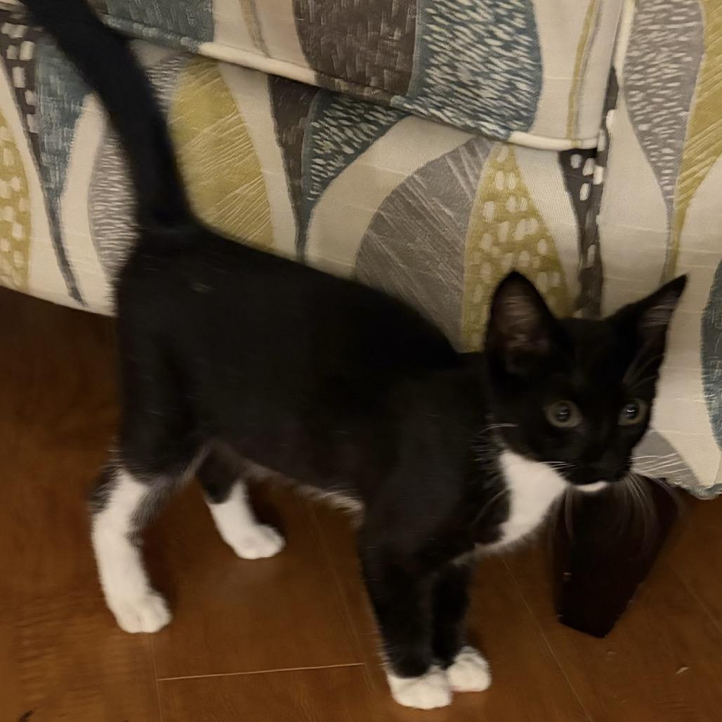 Enlarge Toma, a Adoptable Domestic Short Hair in Williston, FL image 3/3