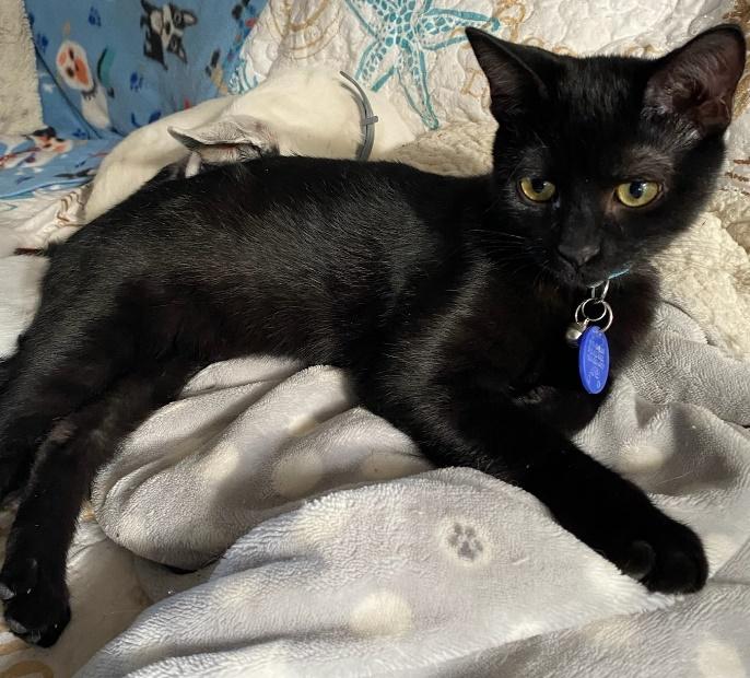 The Car Kids, an adoptable Domestic Short Hair in Battle Ground, WA, 98604 | Photo Image 3