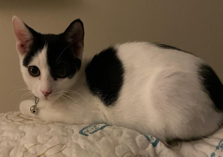 The Car Kids, an adoptable Domestic Short Hair in Battle Ground, WA, 98604 | Photo Image 2