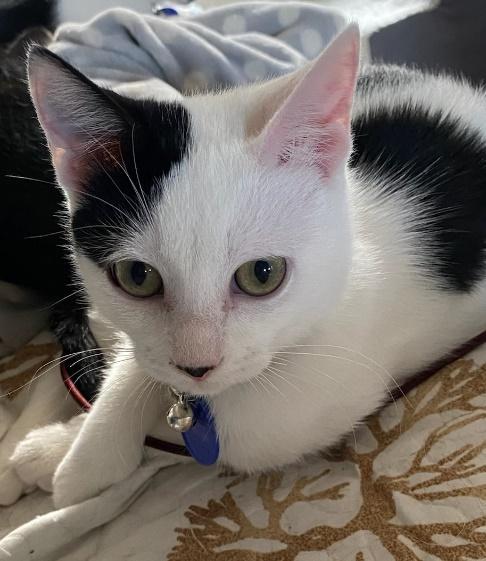 The Car Kids, an adoptable Domestic Short Hair in Battle Ground, WA, 98604 | Photo Image 5
