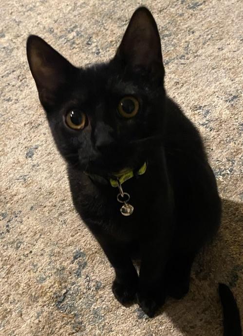The Car Kids, an adoptable Domestic Short Hair in Battle Ground, WA, 98604 | Photo Image 4