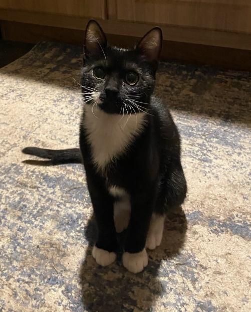 The Car Kids, an adoptable Domestic Short Hair in Battle Ground, WA, 98604 | Photo Image 6