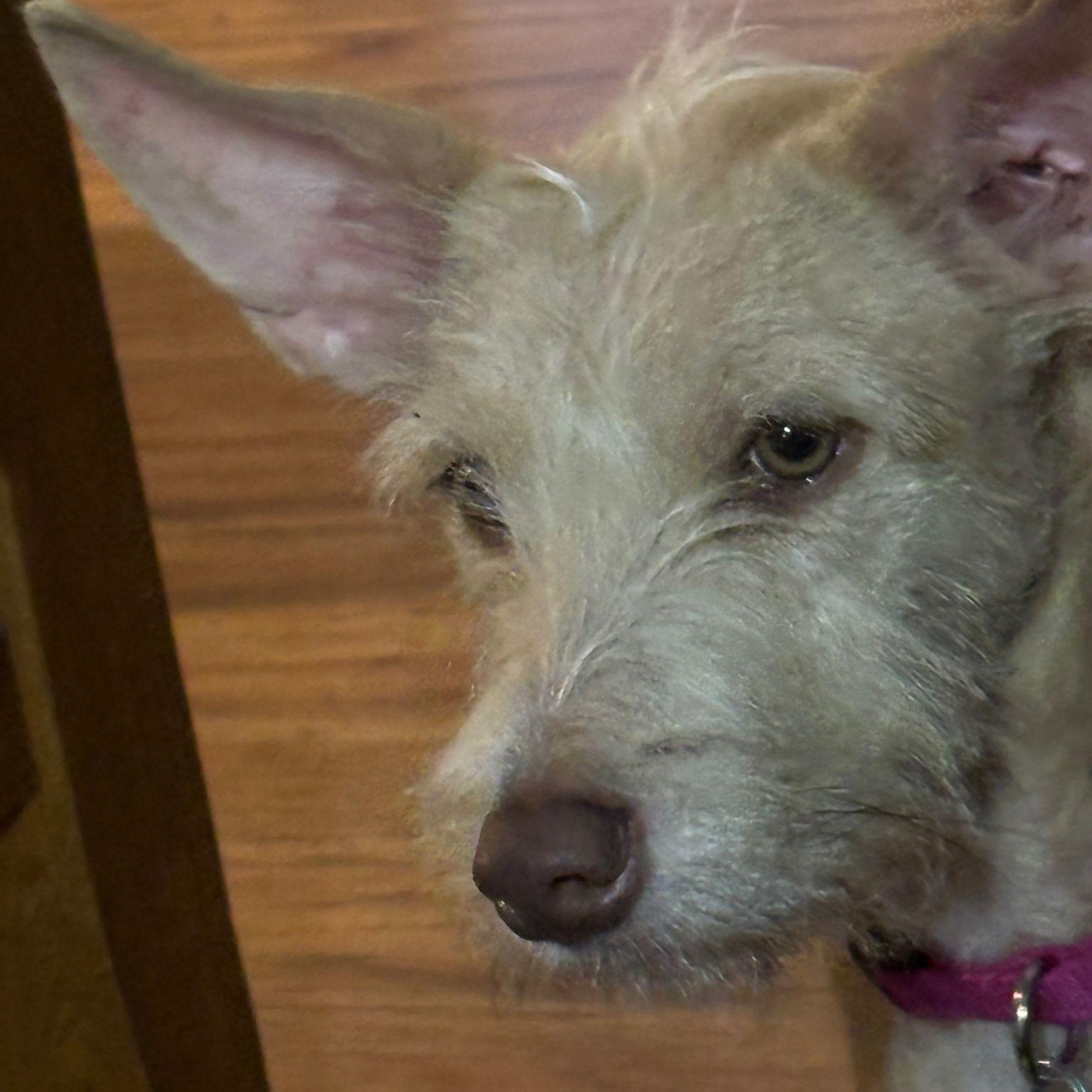 Shana, Adoptable, Young Female Portuguese Podengo & Terrier.