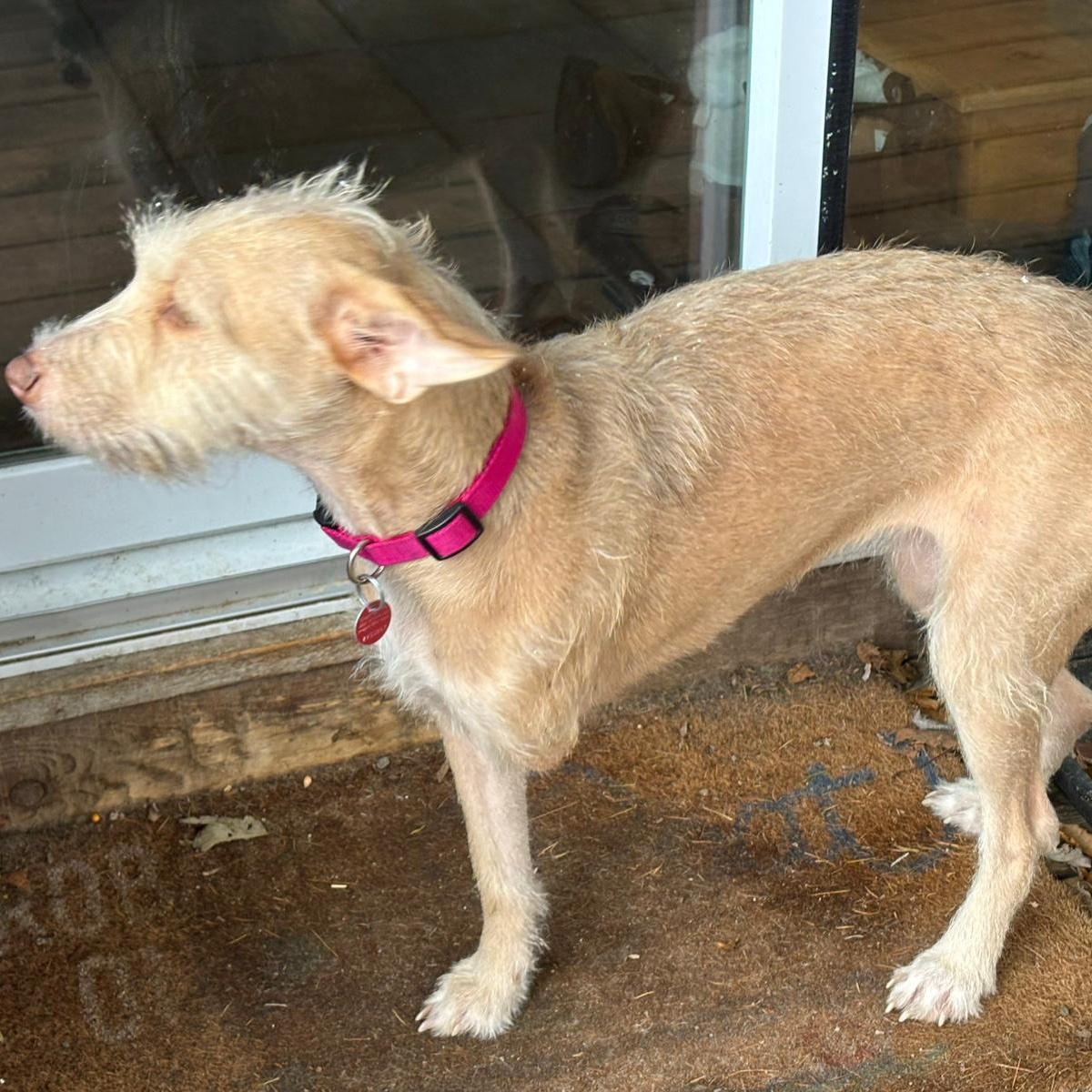 Enlarge Shana, a Adoptable mixed breed in Williamsburg, ON image 2/5