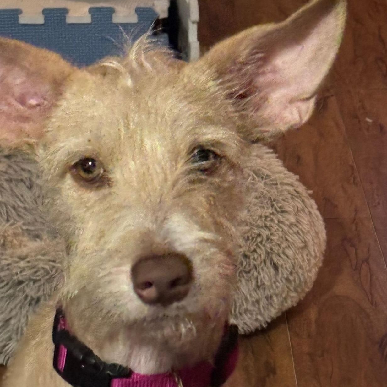 Enlarge Shana, a Adoptable mixed breed in Williamsburg, ON image 4/5