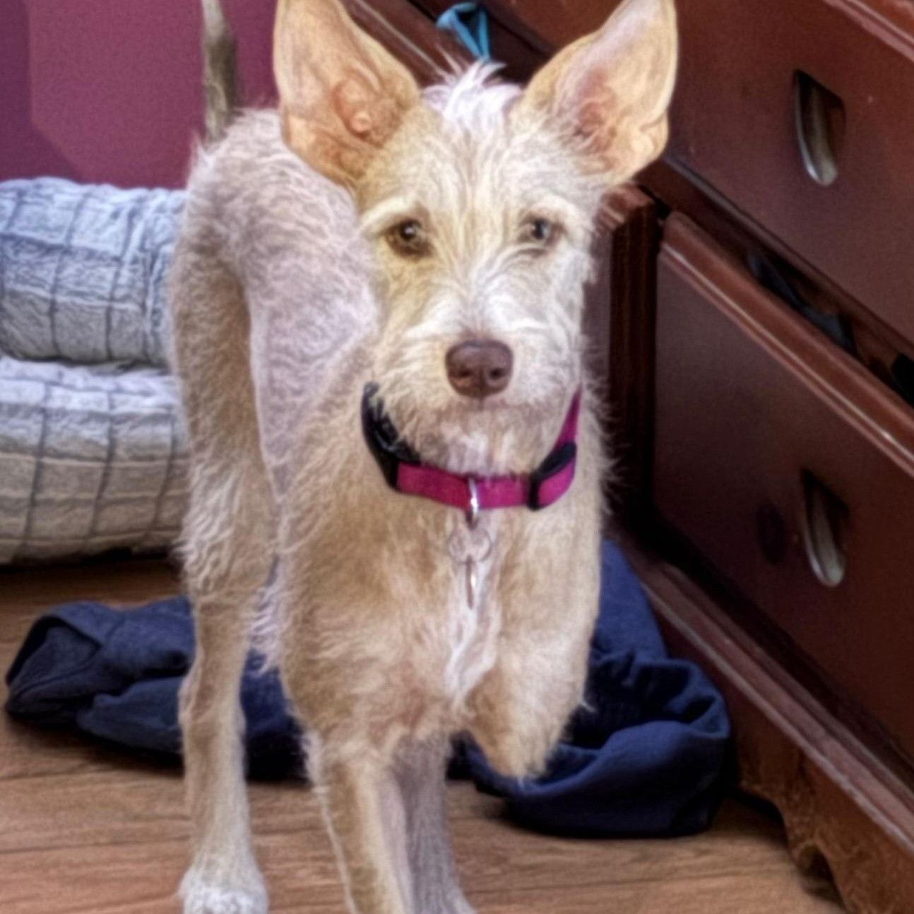 Enlarge Shana, a Adoptable mixed breed in Williamsburg, ON image 5/5