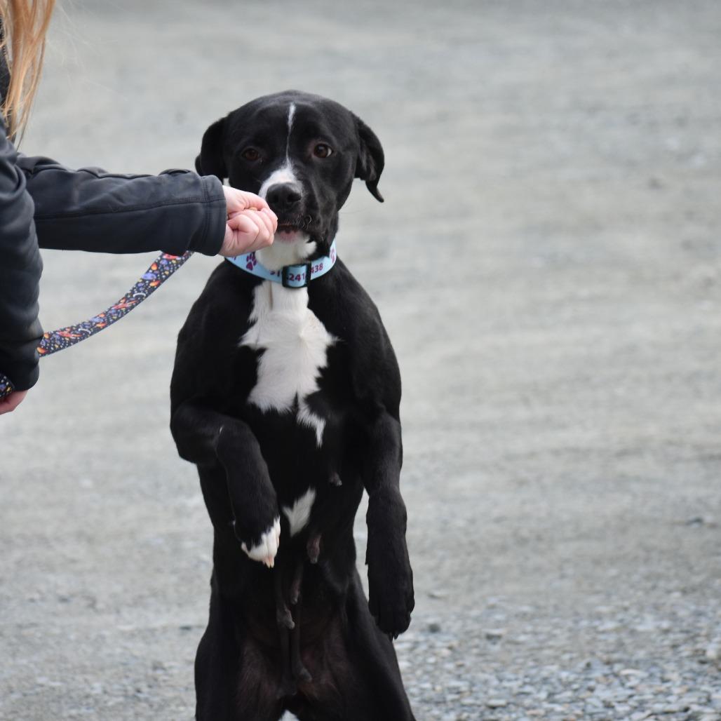 Racquel, Adoptable, Adult Female Mixed Breed.