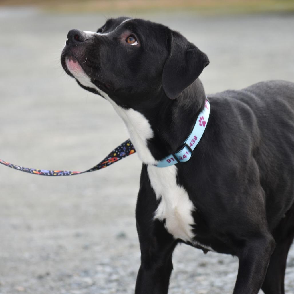 Enlarge Racquel, a Adoptable Mixed Breed in Mebane, NC image 2/5