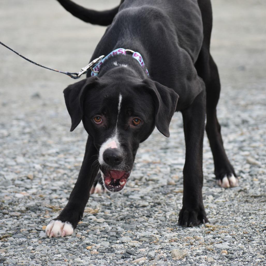 Enlarge Racquel, a Adoptable Mixed Breed in Mebane, NC image 3/5