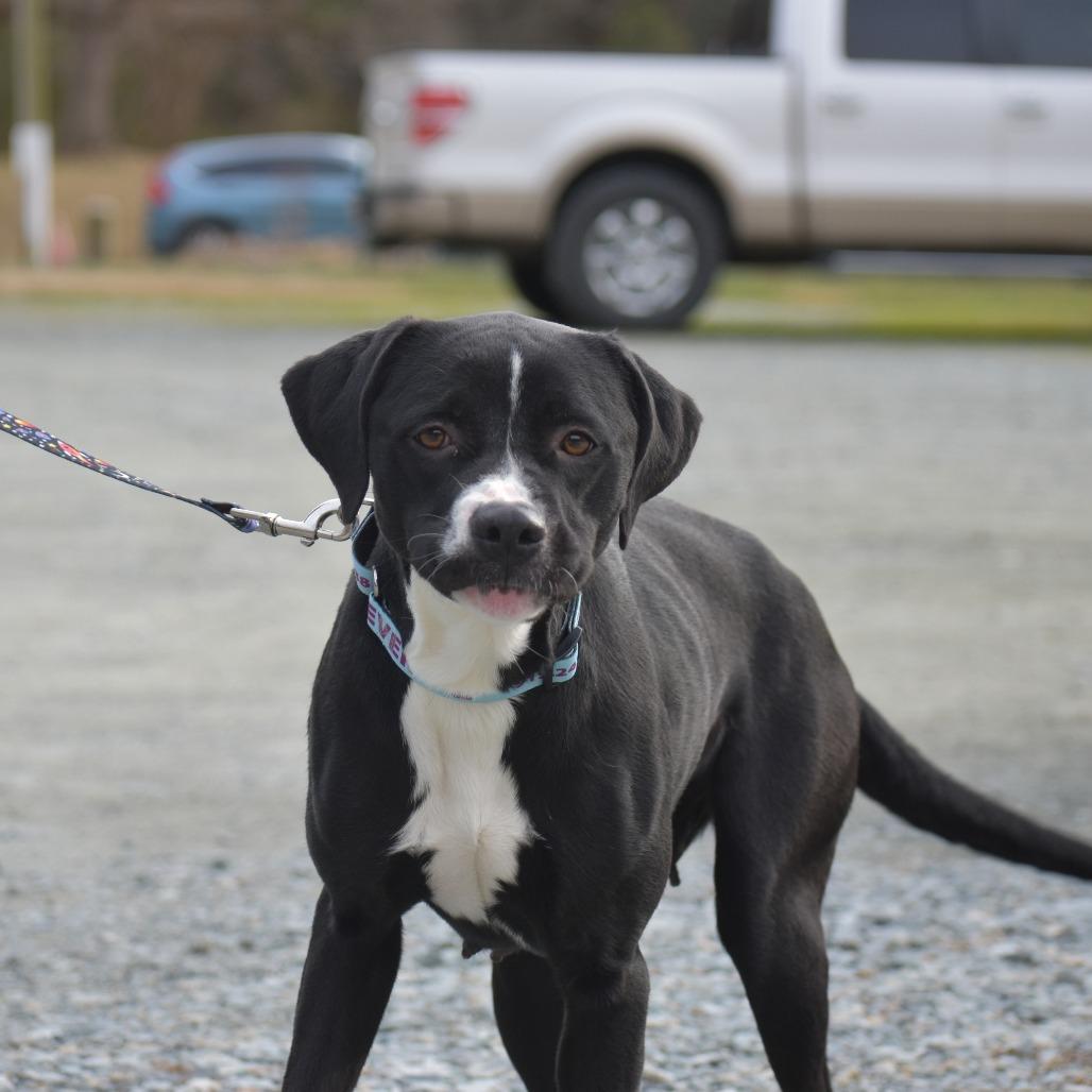 Enlarge Racquel, a Adoptable Mixed Breed in Mebane, NC image 4/5