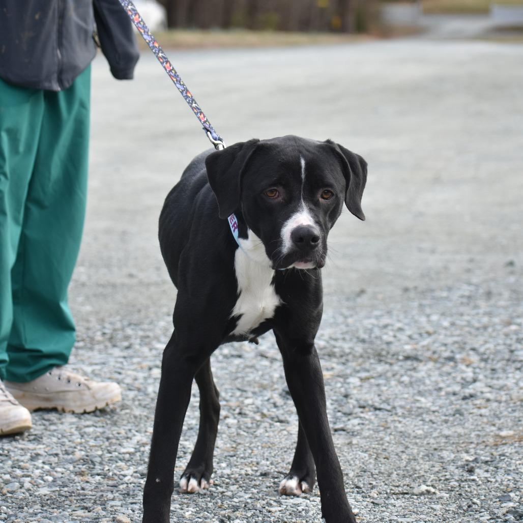 Enlarge Racquel, a Adoptable Mixed Breed in Mebane, NC image 5/5