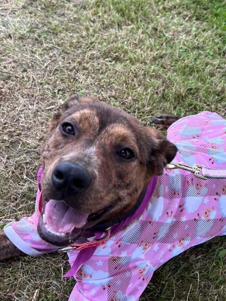 LANEY, Adoptable, Young Female American Bulldog.