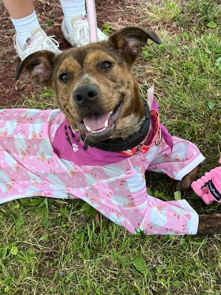 Enlarge LANEY, a Adoptable mixed breed in Thompson, PA image 2/4
