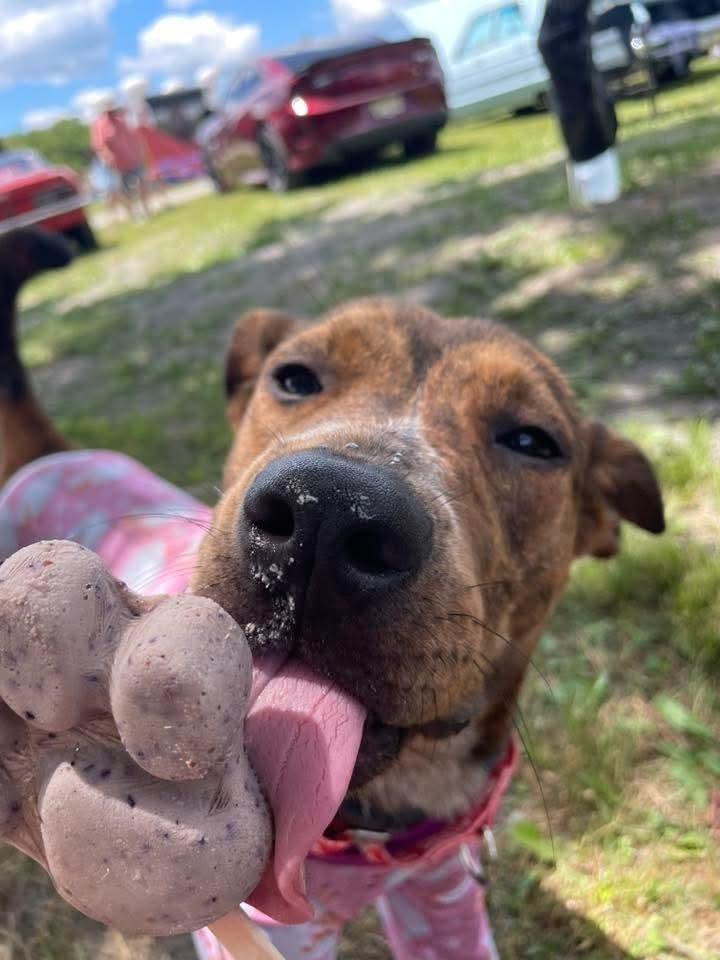 Enlarge LANEY, a Adoptable mixed breed in Thompson, PA image 3/4