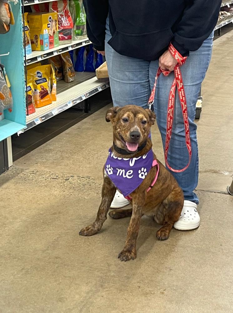 Enlarge LANEY, a Adoptable mixed breed in Thompson, PA image 4/4