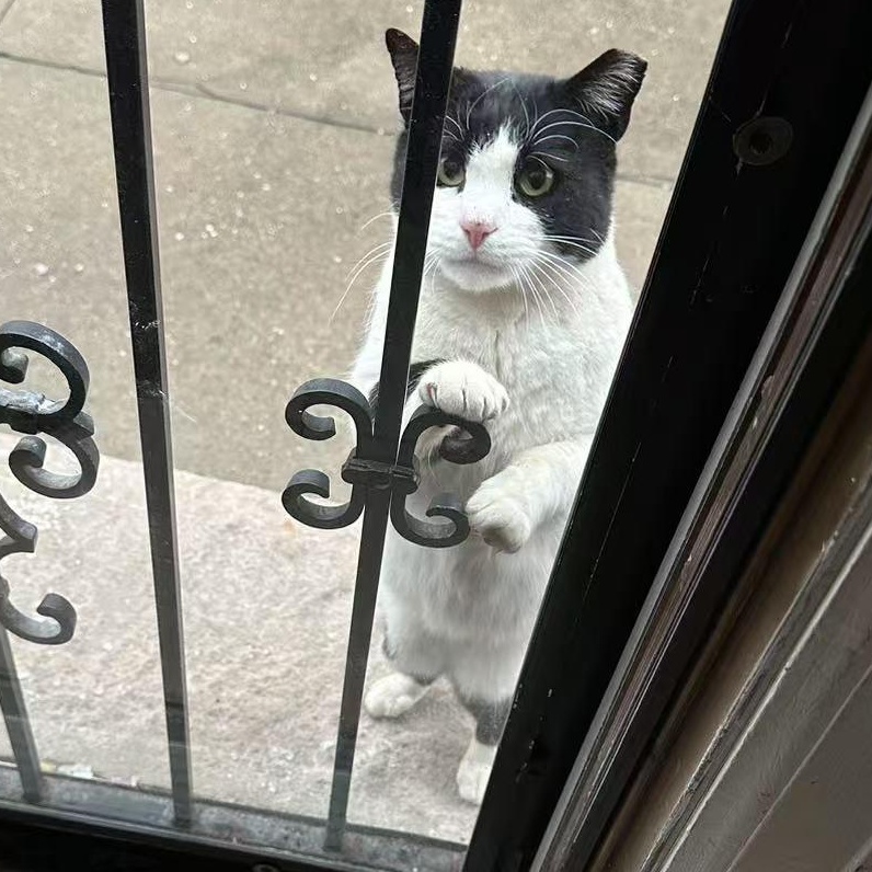 Humble (FIV+) Needs you!, Adoptable, Adult Male Tuxedo & Domestic Short Hair.