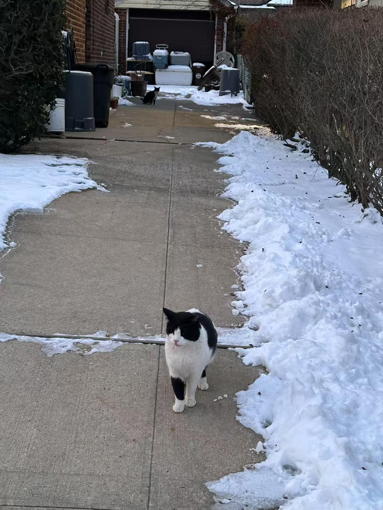 Enlarge Humble (FIV+) Needs you!, a Adoptable mixed breed in Flushing, NY image 2/6