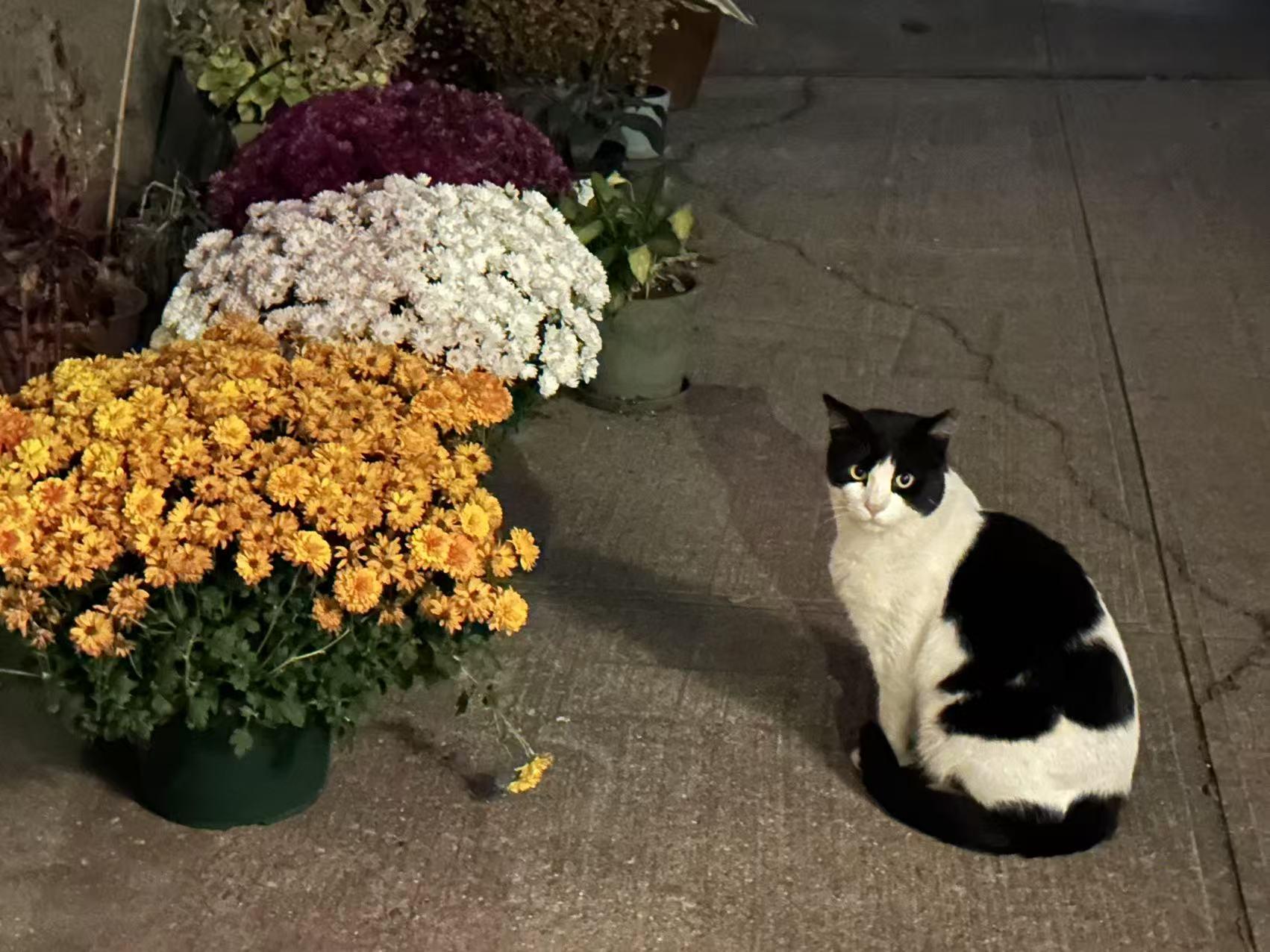 Enlarge Humble (FIV+) Needs you!, a Adoptable mixed breed in Flushing, NY image 3/6