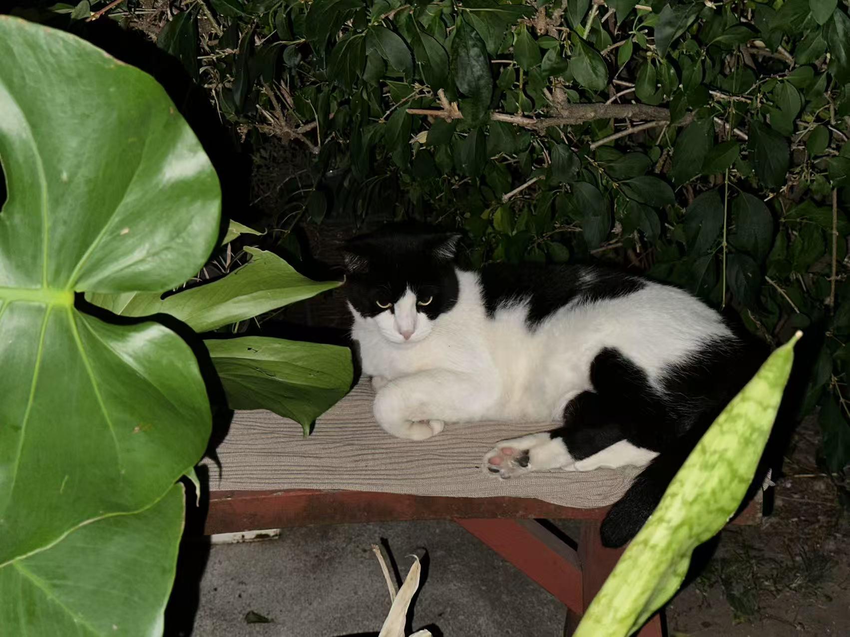 Enlarge Humble (FIV+) Needs you!, a Adoptable mixed breed in Flushing, NY image 4/6