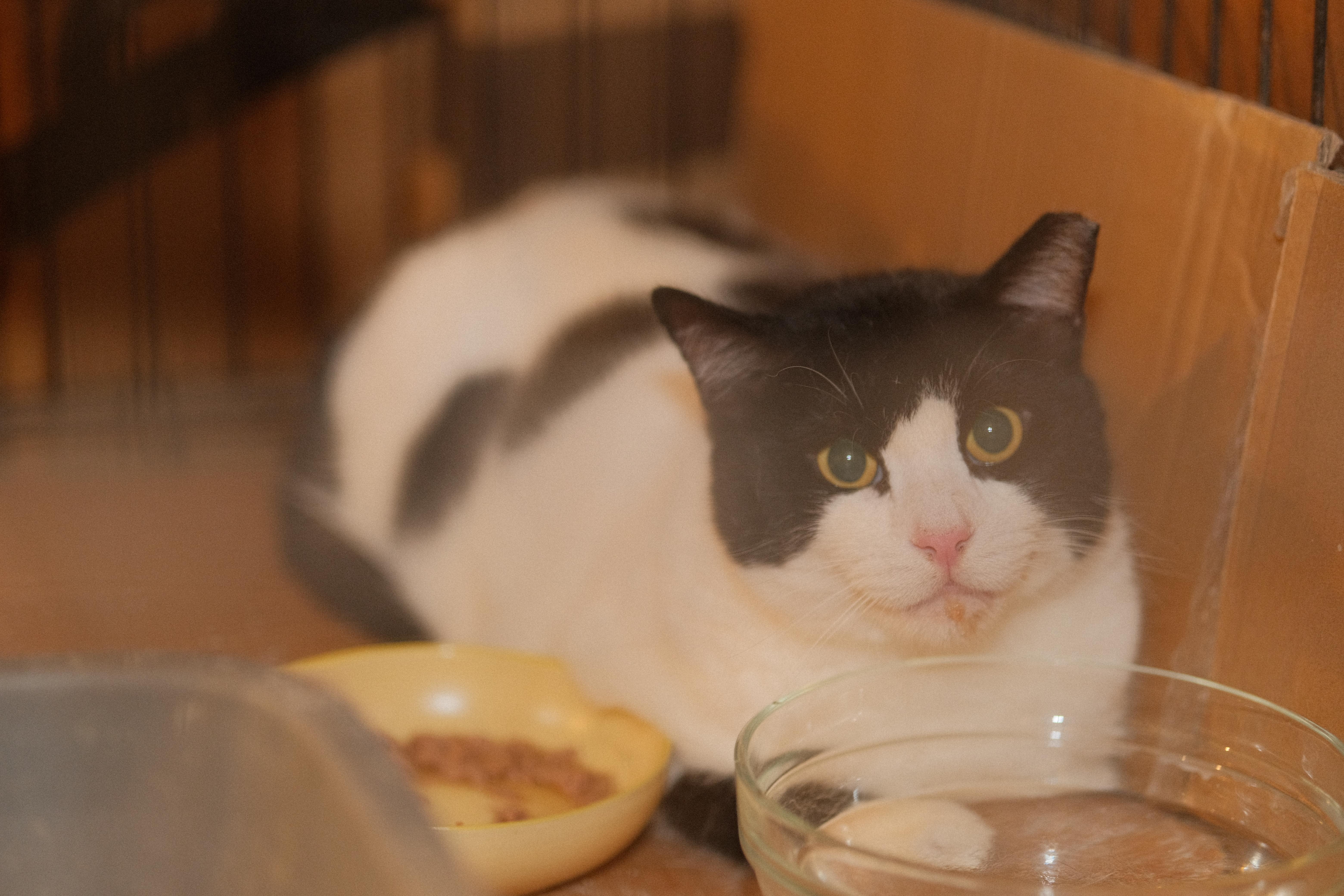 Enlarge Humble (FIV+) Needs you!, a Adoptable mixed breed in Flushing, NY image 5/6