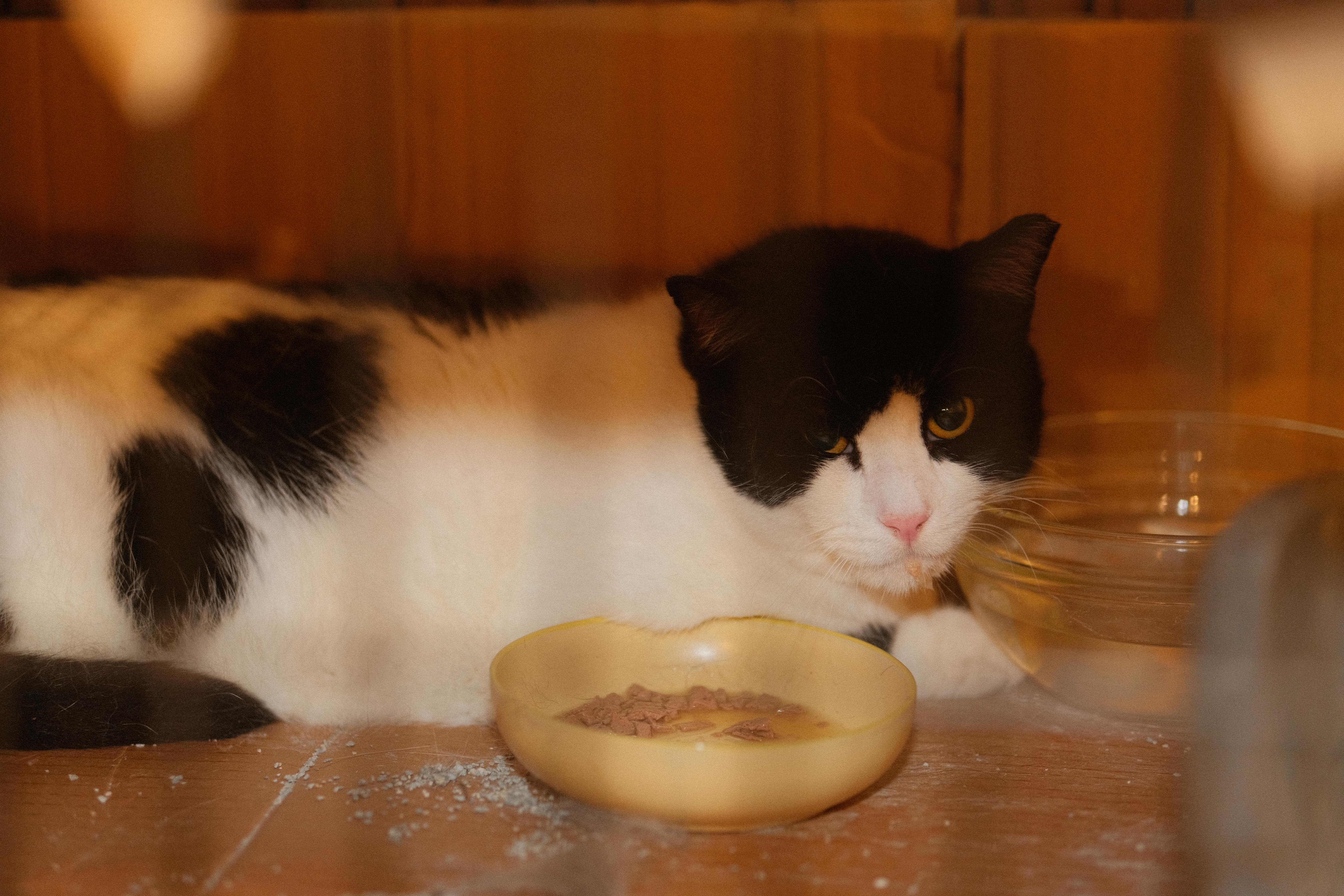 Enlarge Humble (FIV+) Needs you!, a Adoptable mixed breed in Flushing, NY image 6/6