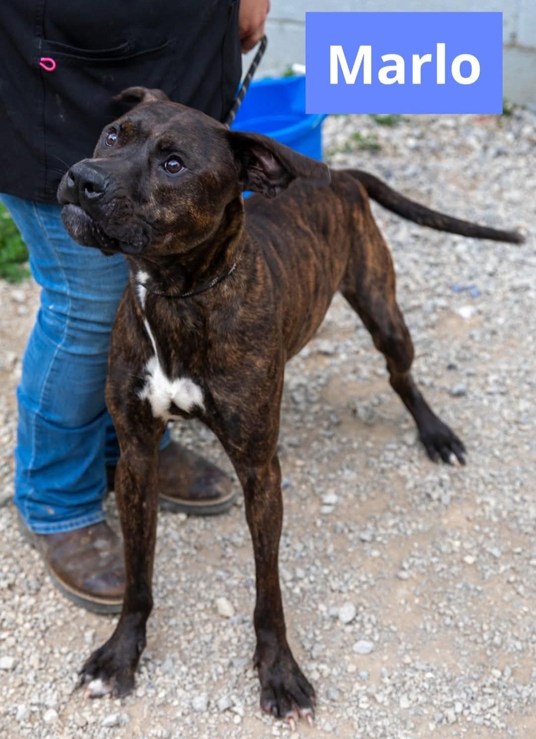 Enlarge Marlo, a Adoptable mixed breed in Berea, KY image 1/1