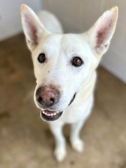 Enlarge Frost A2026442, a Adoptable Husky in Sherman, TX image 1/1