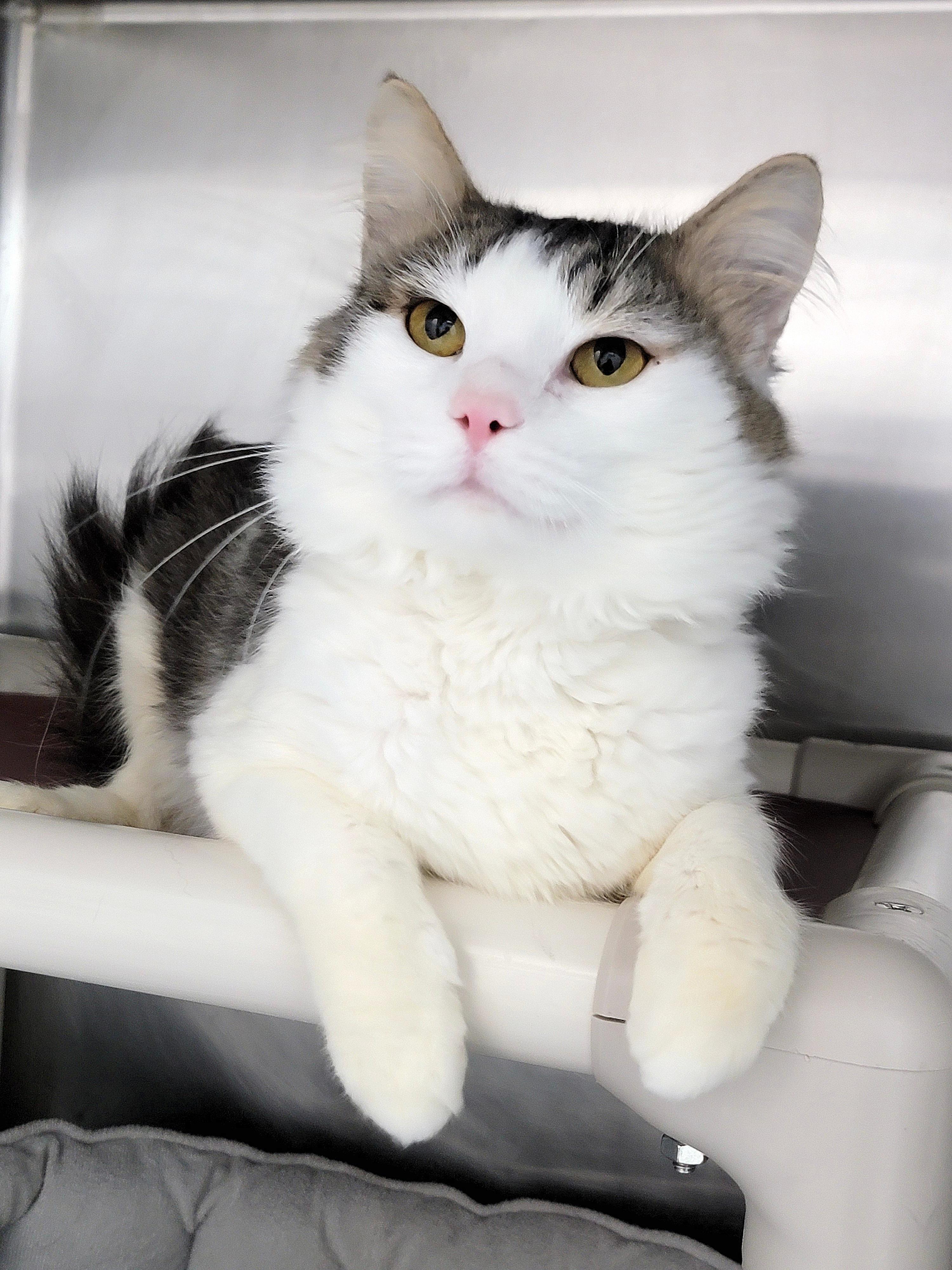 Buster, Adoptable, Adult Male Domestic Short Hair.