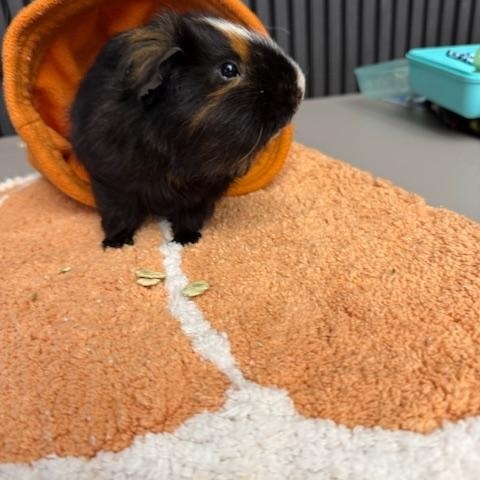 Enlarge PePe, a Adoptable Short-Haired in San Antonio, TX image 4/5