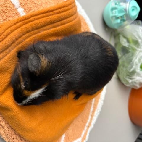 Enlarge PePe, a Adoptable Short-Haired in San Antonio, TX image 5/5