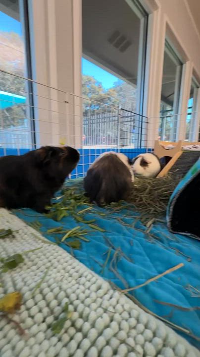 Enlarge PePe, a Adoptable Short-Haired in San Antonio, TX video 2/5