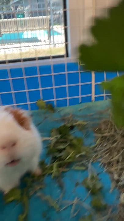 Enlarge PePe, a Adoptable Short-Haired in San Antonio, TX video 3/5